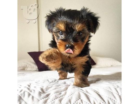 Μικρά κουτάβια Yorkie